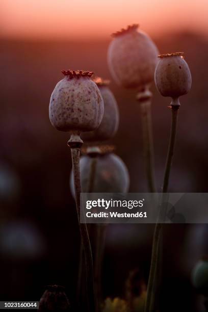 poppy plants, papaver somniferum, seed vessel, in the evening light - opium poppy stock pictures, royalty-free photos & images