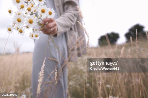 woman on a field holding bunch of picked chamomiles, partial view - mature woman herbs stock pictures, royalty-free photos & images