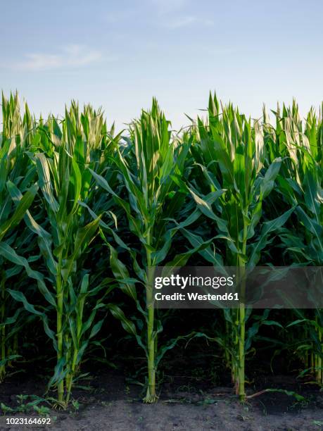 serbia, vojvodina. green corn stems in a row, zea mays - corn fotografías e imágenes de stock
