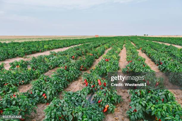 serbia, field, red bell peppers - chilli stock pictures, royalty-free photos & images