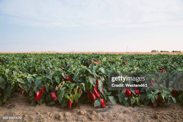 serbia, field, red bell peppers - bell pepper field stock pictures, royalty-free photos & images