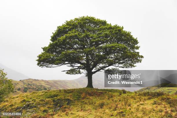 united kingdom, england, cumbria, lake district, lone tree in the countryside - green hills fotografías e imágenes de stock