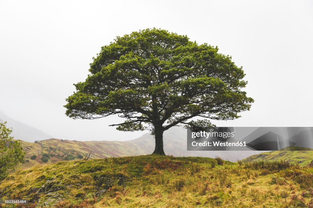 United Kingdom, England, Cumbria, Lake District, lone tree in the countryside