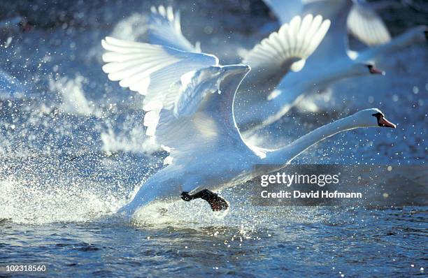 swan racing over water - klapwieken stockfoto's en -beelden