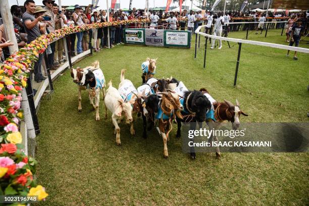 660 Goat Racing Stock Photos, High-Res Pictures, and Images - Getty Images