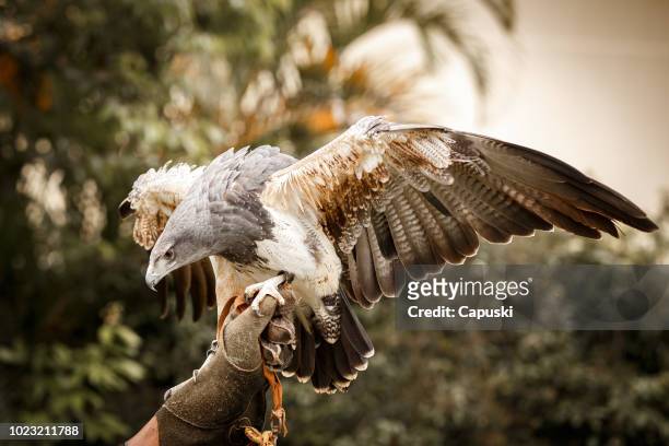 aquila blu cilena che atterra sulla mano del falconiere - falcone foto e immagini stock