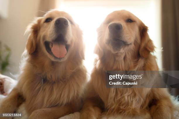 two cute smiling golden retriever dogs - golden retriever stock pictures, royalty-free photos & images
