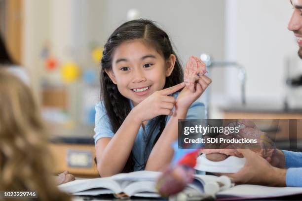 middle schoolgirl studies human organs in biology class - organe de reproduction masculin imagens e fotografias de stock