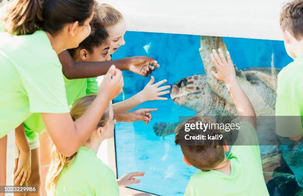 33 Turtle Back Zoo Stock Photos, High-Res Pictures, and Images - Getty ...