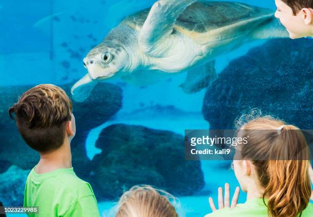 los niños en el acuario en busca de tortugas en el mar - acuario fotografías e imágenes de stock