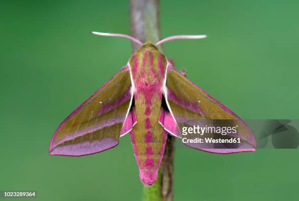 elephant hawk-moth on twig - hawk moth bildbanksfoton och bilder