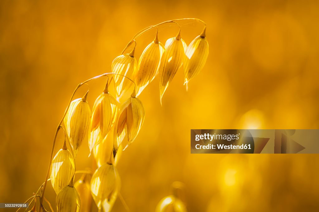 Oat, close-up
