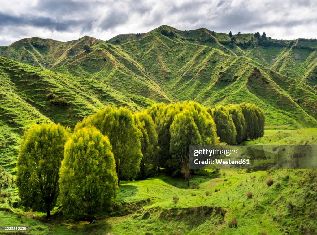 New Zealand, North Island, Manawatu-Wanganui Region, landscape