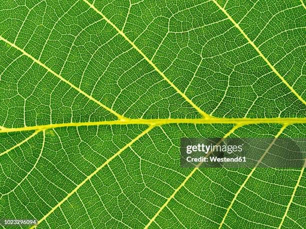 close-up of a green leaf, leaf veins - leaf vein stock pictures, royalty-free photos & images
