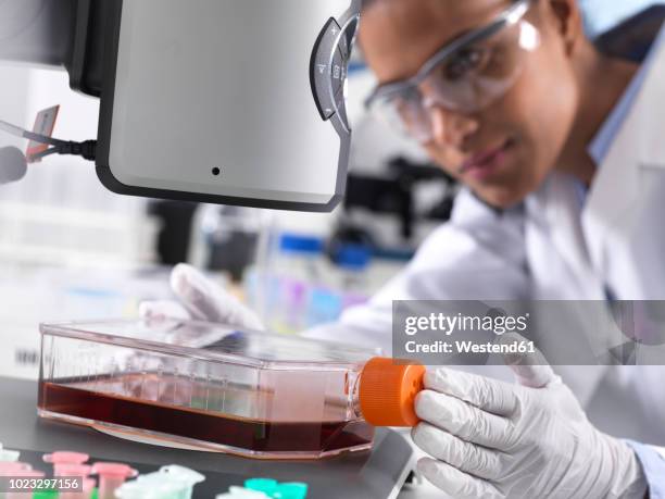 biomedical research, female scientist viewing stem cells developing in a culture jar during an experiment in the laboratory - stem cell therapy stock pictures, royalty-free photos & images