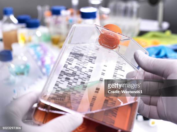 stem cell research, scientist holding a culture jar with a dna gel in the background - bone marrow transplant foto e immagini stock