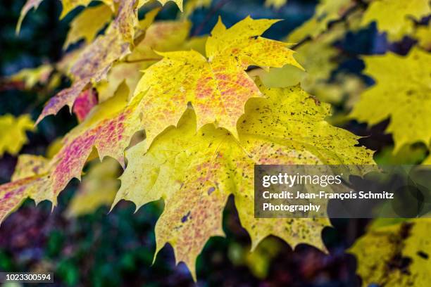 norway maple leaves in autumn - acer platanoides stock-fotos und bilder