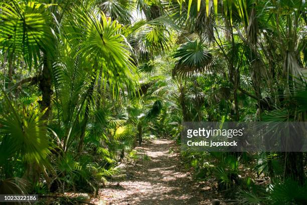 footpath in the tropical rainforest of tulum, mexico - tropical rainforest stockfoto's en -beelden