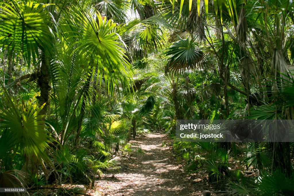 Footpath in the tropical rainforest of Tulum, Mexico