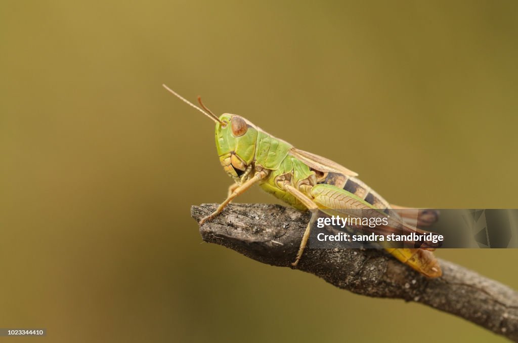 A pretty Meadow Grasshopper (Chorthippus parallelus) perching on a twig.