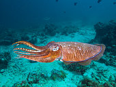 Pharao Cuttlefish on a coral reef