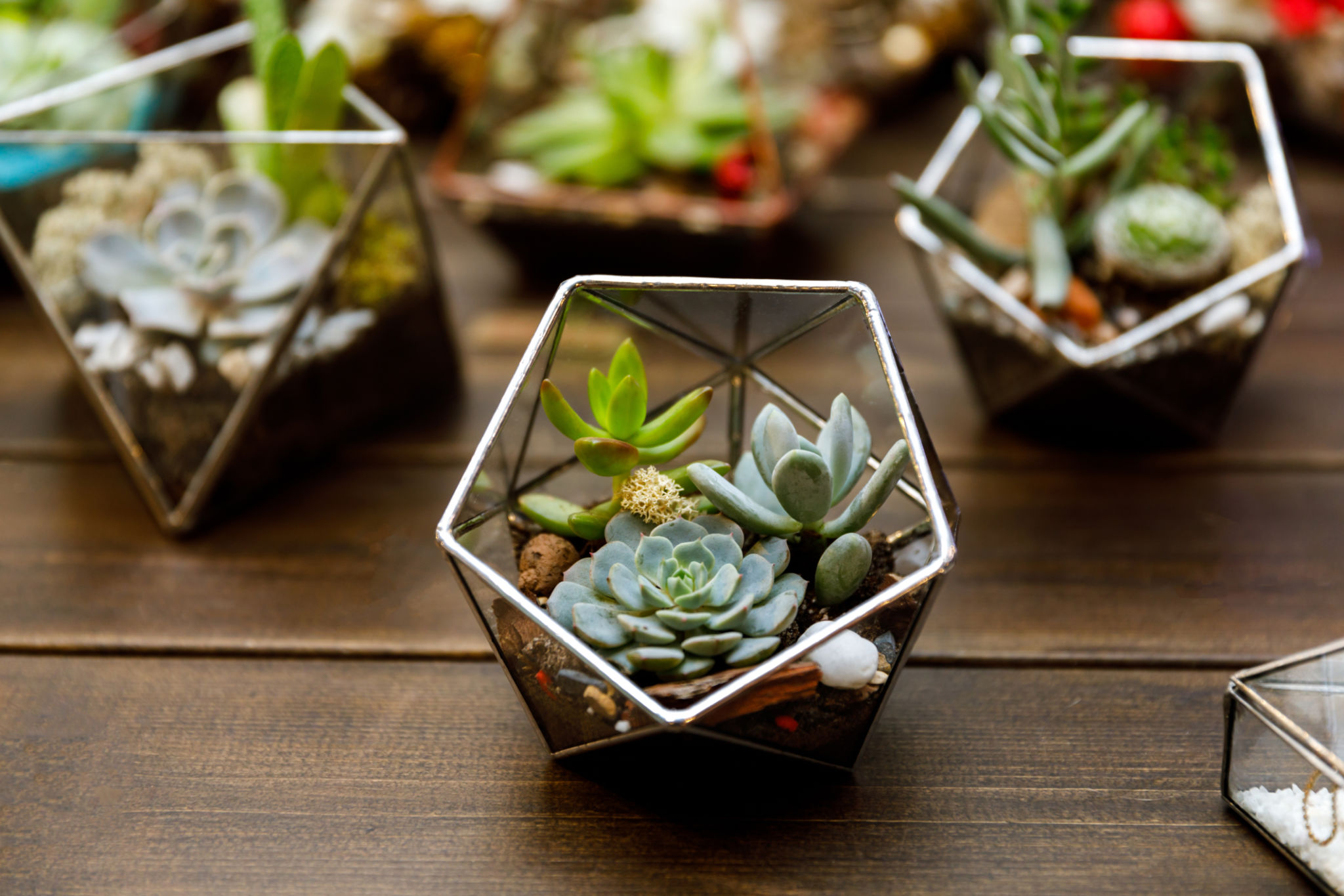 indoor terrarium