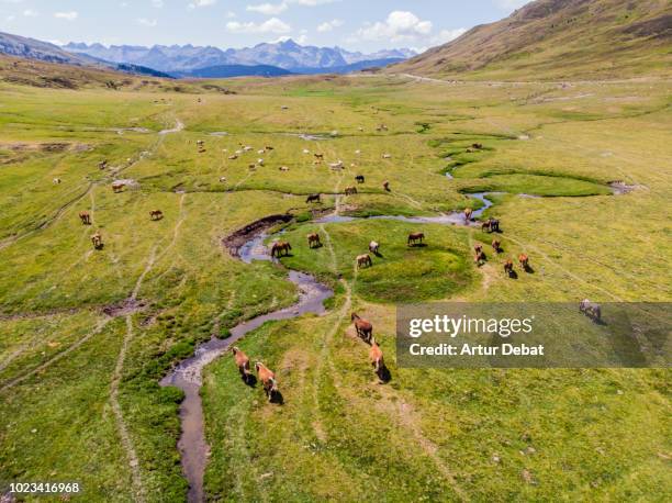 aerial view of horses grazing in nature with stunning mountain view. - pré vu du ciel photos et images de collection