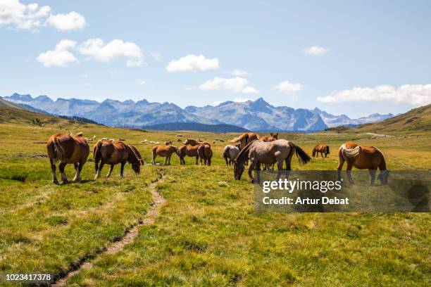 horses grazing in nature with stunning mountain view. - feldweg grüne wiese kühe stock-fotos und bilder