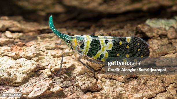 pyrops candelaria or lantern fly on wood - weird animal stock pictures, royalty-free photos & images