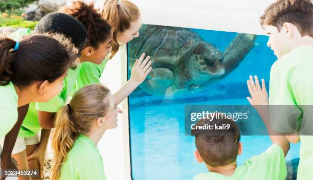 46 Turtle Back Zoo Stock Photos, High-Res Pictures, and Images - Getty ...