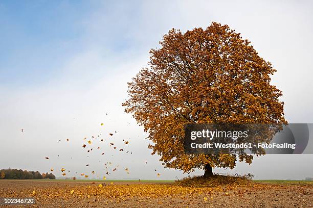 germany, bavaria, maple tree in autumn - fall trees stock pictures, royalty-free photos & images