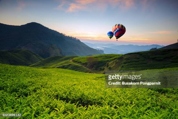 balloon and landscape viewpoint on the top of sunrise at cameron highland, tea valley and sunrise in malaysia - cameroon stock-fotos und bilder