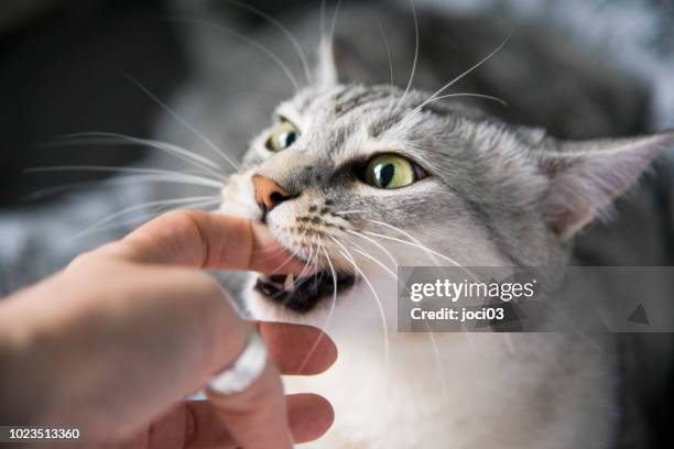 エジプシャンマウ猫 - biting ストックフォトと画像