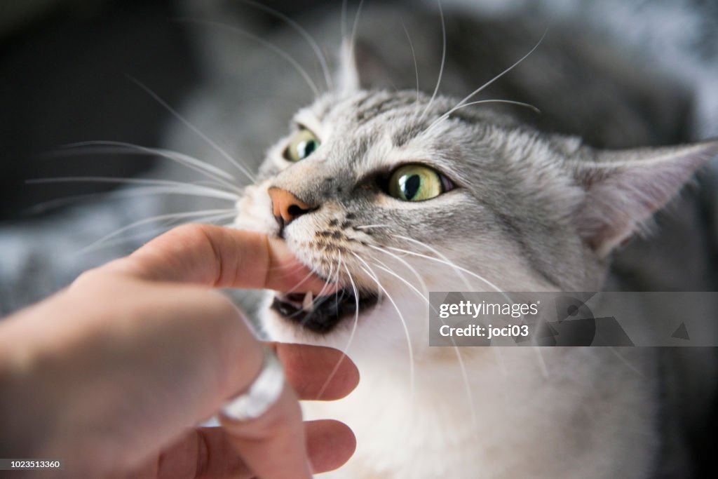 Egyptian Mau cat