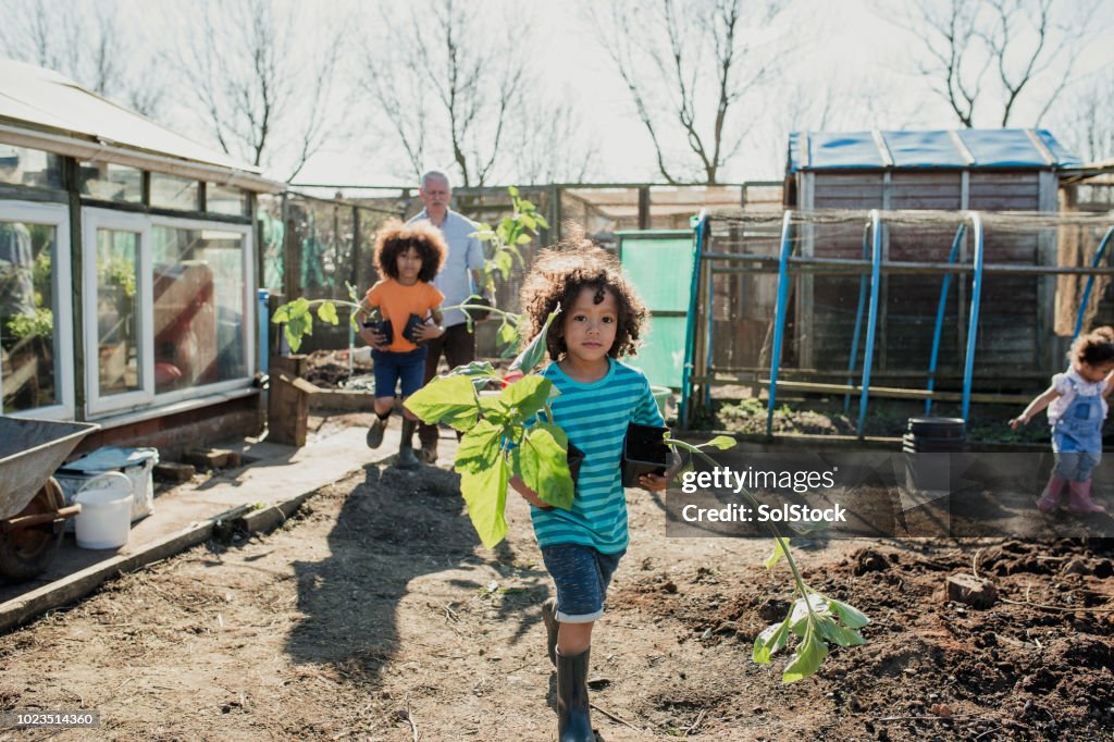 Planting Sunflowers at the Allotment