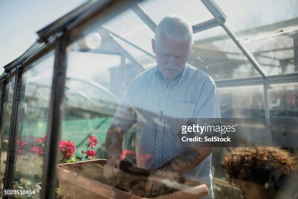 senior mann arbeitet in seiner zuteilung - wintergarten stock-fotos und bilder