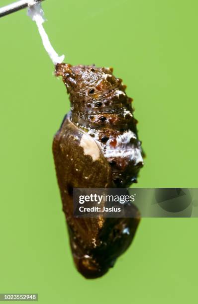 issoria lathonia – queen of spain fritillary butterfly chrysalis - kleiner perlmutterfalter stock-fotos und bilder