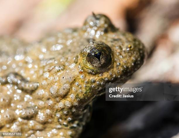 bombina variegata – yellow–bellied toad - giant frog stock pictures, royalty-free photos & images
