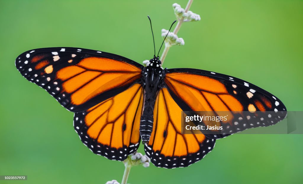 Danaus plexippus – Monarch butterfly