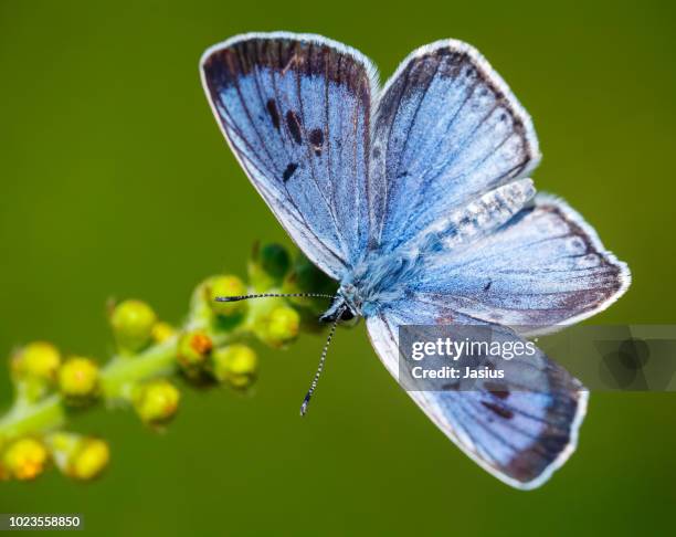 maculinea arion – large blue butterfly - large stock pictures, royalty-free photos & images