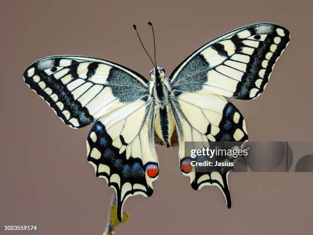 7 541点のアゲハ蝶のストックフォト Getty Images 7 541点のアゲハ蝶のストックフォト Getty Images