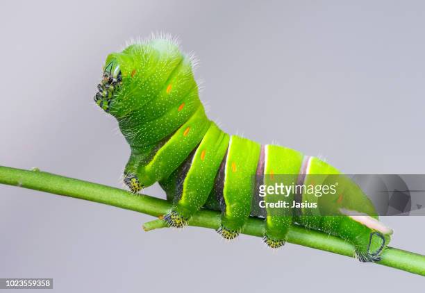 rothschildia lebeau inca – rothschild's silkmoth caterpillar - silk moth stock pictures, royalty-free photos & images