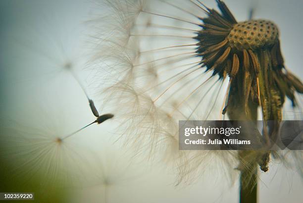 dandelion macro - fayetteville arkansas stockfoto's en -beelden