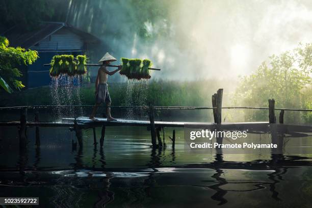 asian farmers grow rice in the rainy season. they were soaked with water and mud to be prepared for planting. wait three months to harvest crops. - rice paddy foto e immagini stock