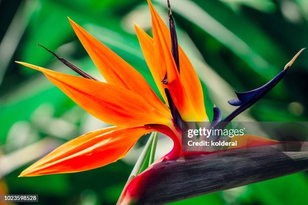 bird-of-paradise (strelitzia reginae) flower in public park - tropische blume stock-fotos und bilder