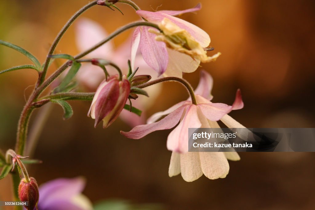 Aquilegia