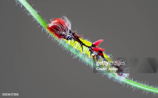 morpho peleides – peleides blue morpho caterpillar - morpho butterfly stock pictures, royalty-free photos & images