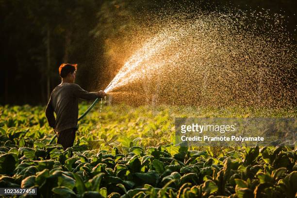 farmers were growing tobacco in a converted tobacco growing in the country, thailand. - tobacco workers stockfoto's en -beelden