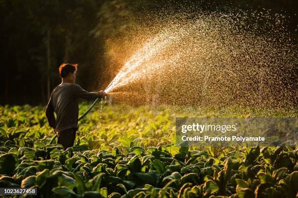 farmers were growing tobacco in a converted tobacco growing in the country, thailand. - organic farm 個照片及圖片檔