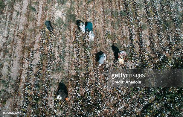 An aerial view of farmers harvesting cotton at a cotton field in Cukurova district in the southern Adana province of Turkey on August 24, 2018.